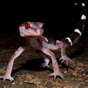 Banded ground gecko