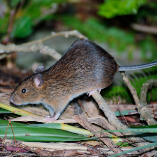 Tokunoshima spiny rat