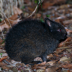 Amami rabbit