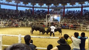 20150818島キャン7