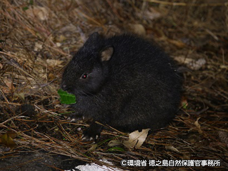 アマミノクロウサギ