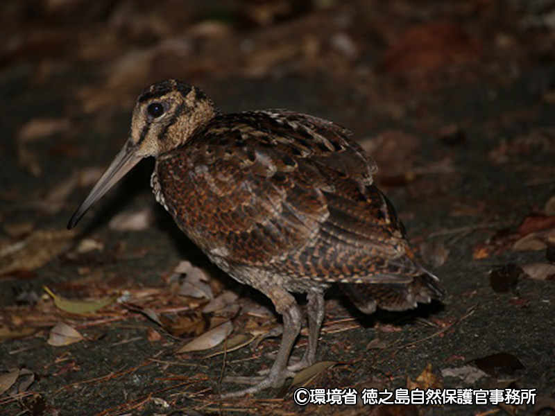 アマミヤシギ