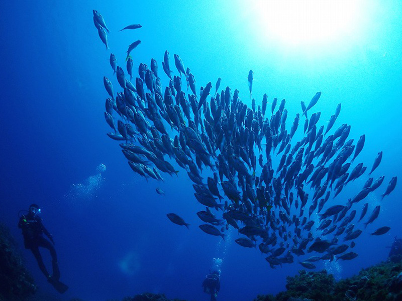 海で遊ぶ