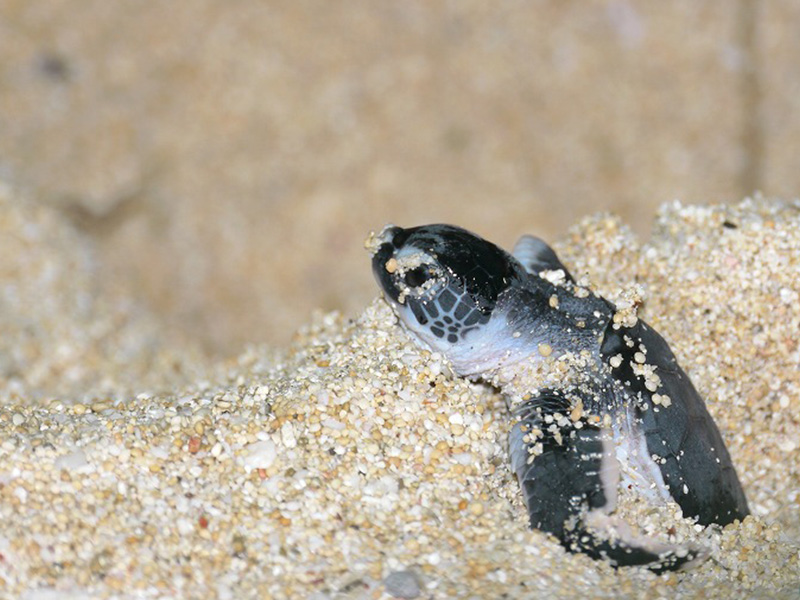 海洋生物観察