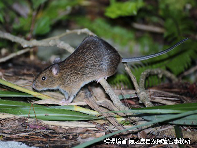 トクノシマトゲネズミ